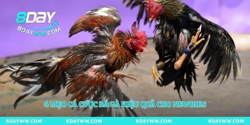 4 Mẹo cá cược đá gà hiệu quả cho newbies