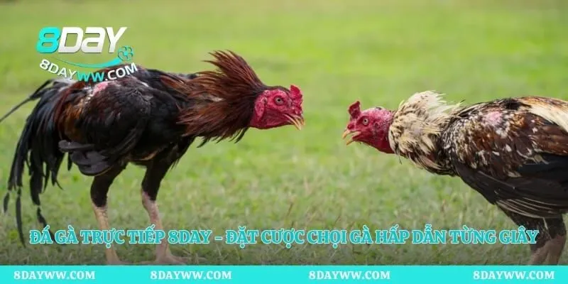 Đá Gà Trực Tiếp 8day - Đặt Cược Chọi Gà Hấp Dẫn Từng Giây