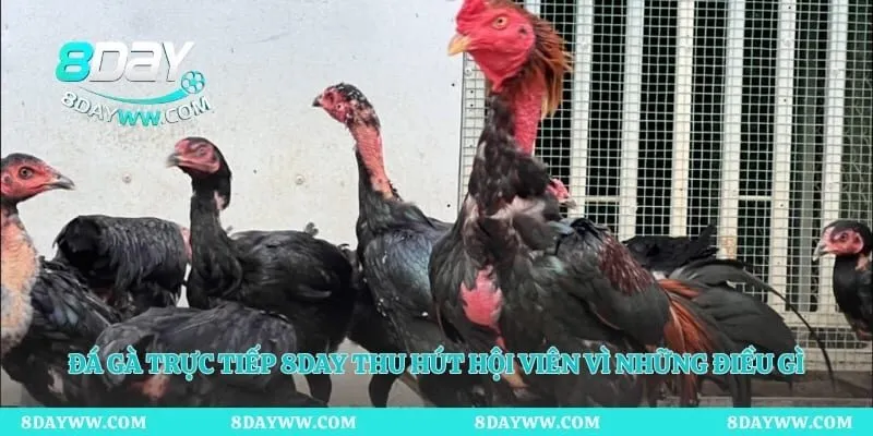Đá gà trực tiếp 8day thu hút hội viên vì những điều gì