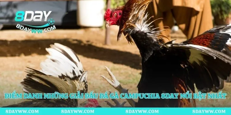 Điểm danh những giải đấu đá gà Campuchia 8day nổi bật nhất