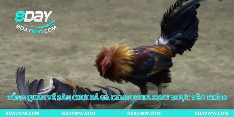 Tổng quan về sân chơi đá gà Campuchia 8day được yêu thích